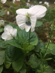 Viola alba