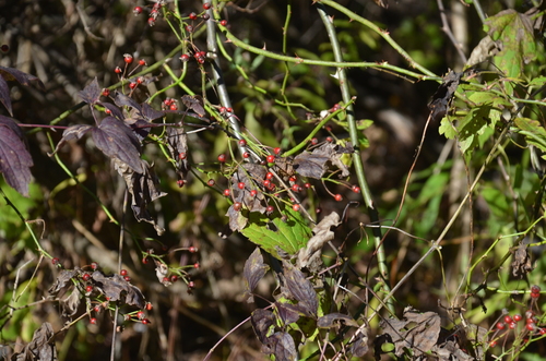 multiflora rose photograph by the iNaturalist community