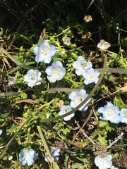 Nemophila menziesii menziesii