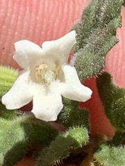 Clinopodium chandleri