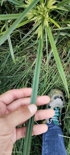 Cyperus odoratus observed 2026-10-22