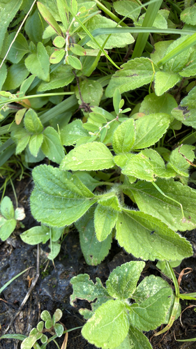 Ageratum conyzoides observed 2026-10-22