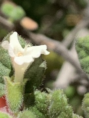 Clinopodium chandleri