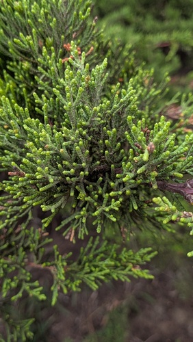 Cupressus macrocarpa observed 2026-10-22