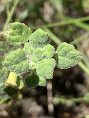 Clinopodium chandleri