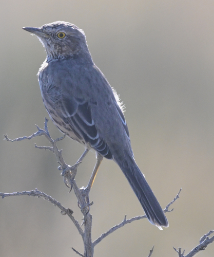 Sage Thrasher