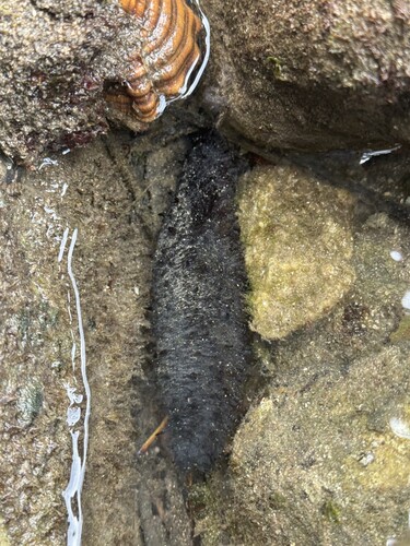 Holothuria leucospilota observed 2026-10-22