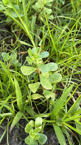 Portulaca oleracea observed 2026-10-22