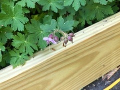 Geranium macrorrhizum