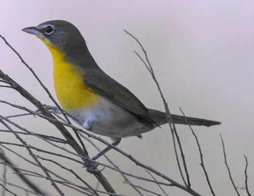 Yellow-breasted Chat