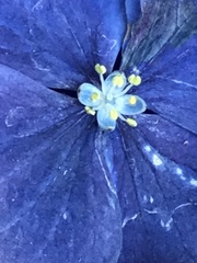 Hydrangea macrophylla