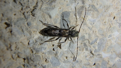 Molorchus bimaculatus