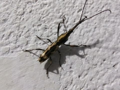 Belopherus