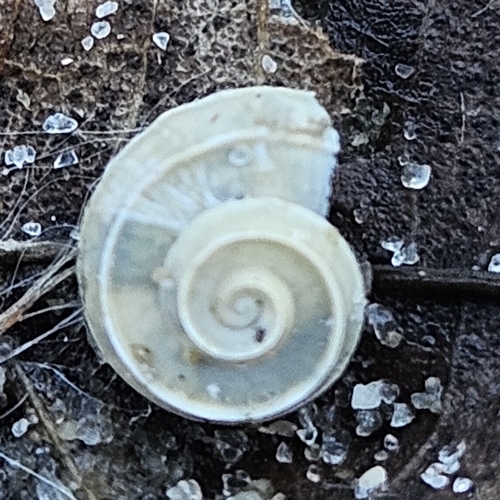 Valvata tricarinata observed 2026-10-22