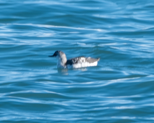 Cepphus columba, 2026-10-22