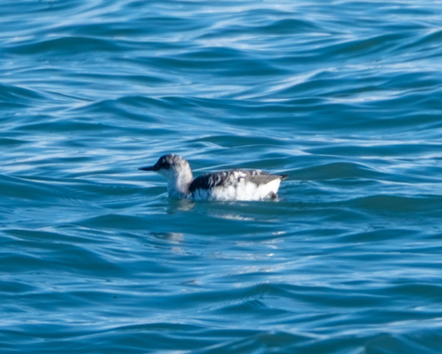 Cepphus columba, 2026-10-22