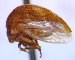 Amastris straminea