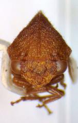 Amastris straminea