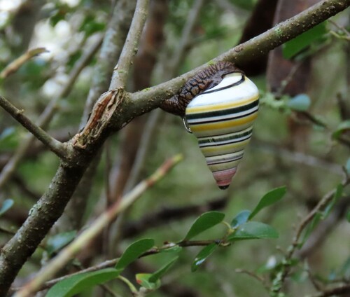 Liguus virgineus observed 2026-04-08