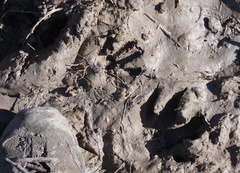 Procyon cancrivorus