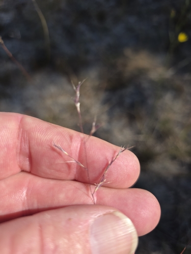 Triplasis purpurea observed 2026-10-22
