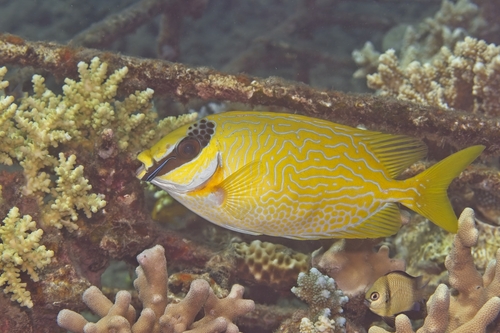 Siganus puellus observed 2026-10-15