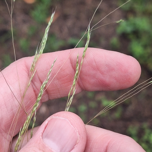 Lachnagrostis filiformis observed 2026-10-23