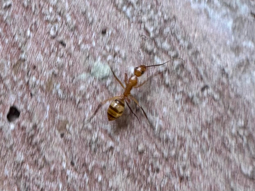 Camponotus variegatus observed 2026-10-22