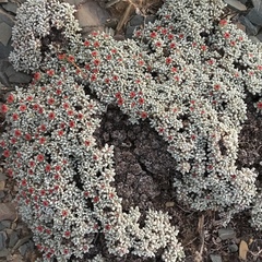 Eriogonum caespitosum