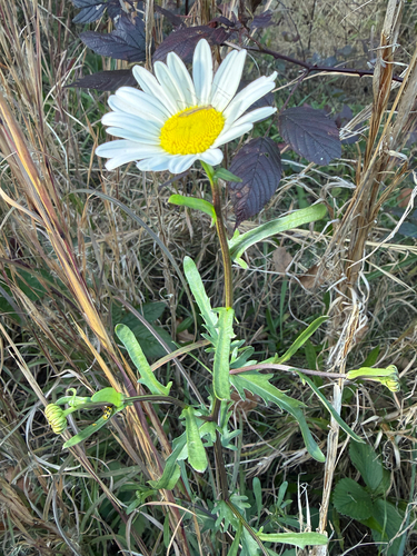oxeye daisy photograph by the iNaturalist community
