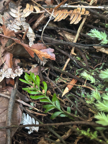 Tmesipteris sigmatifolia observed 2026-10-22