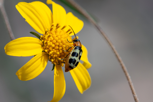 Checkered Melon Beetle