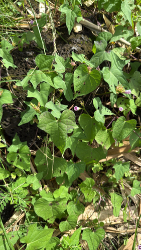 Ipomoea triloba observed 2026-10-22
