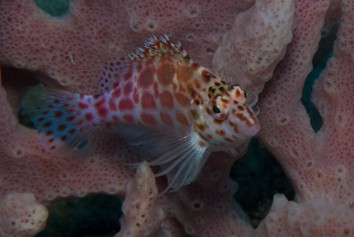 Cirrhitichthys oxycephalus observed 2026-10-21