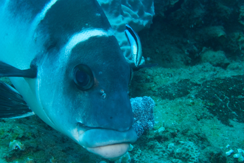 Plectorhinchus playfairi observed 2026-10-21