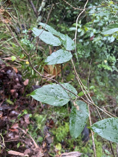 Mucuna gigantea observed 2026-10-23