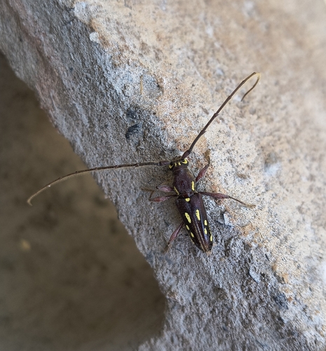 Ambonus distinctus