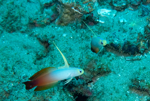 Nemateleotris magnifica observed 2026-10-21