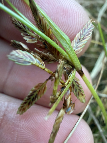 Cyperus bipartitus observed 2026-10-22