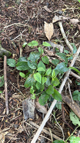 Paederia foetida observed 2026-10-22
