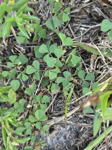 Grona triflora observed 2026-10-22