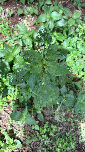 Synedrella nodiflora observed 2026-10-22