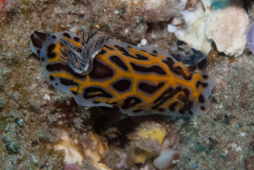 Halgerda wasinensis observed 2026-10-21