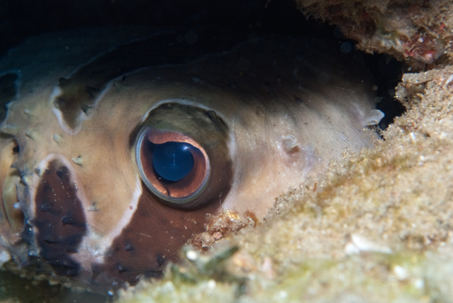 Diodon liturosus observed 2026-10-21