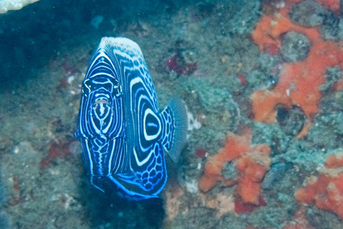 Pomacanthus imperator observed 2026-10-21