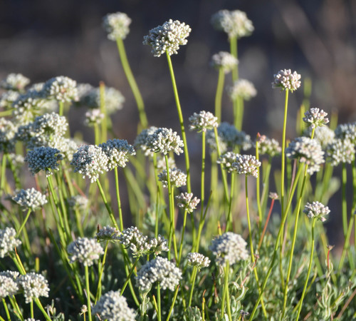 Eriogonum fasciculatum var. flavoviride