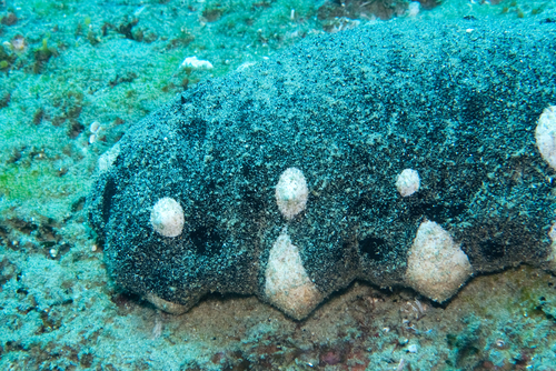 Holothuria nobilis observed 2026-10-21