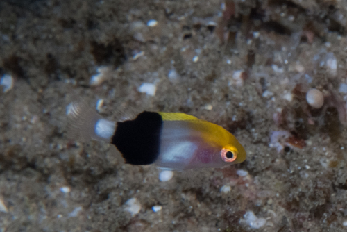 Bodianus bilunulatus observed 2026-10-21