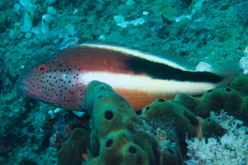Paracirrhites forsteri observed 2026-10-21