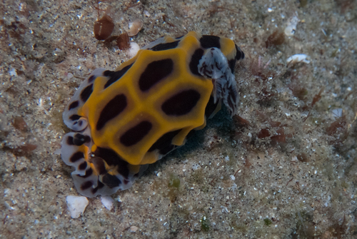 Halgerda wasinensis observed 2026-10-21